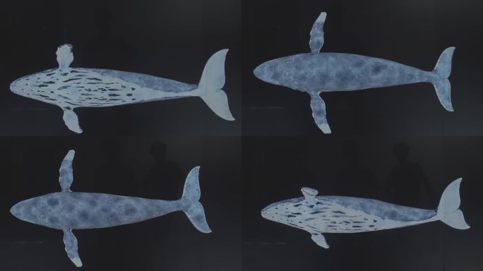 蓝鲸抹香鲸虎鲸游泳