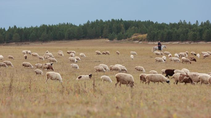 秋季牧羊人