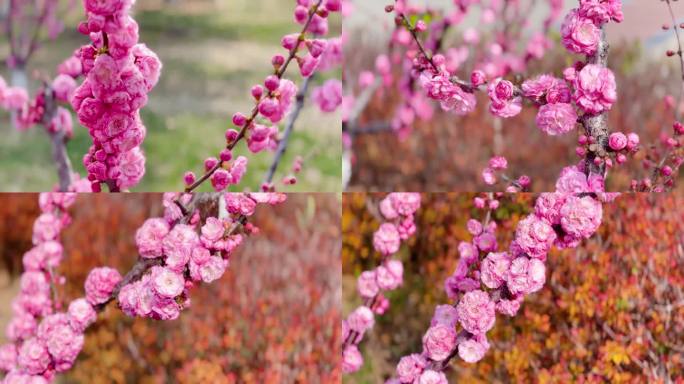 梅花、鲜花盛开