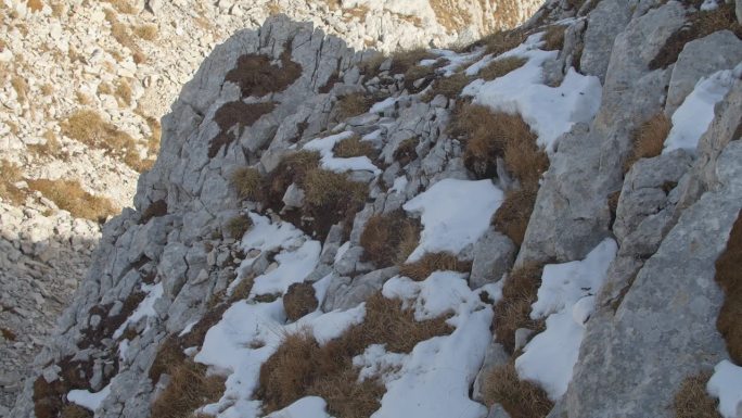 法国阿尔卑斯山的岩雷鸟