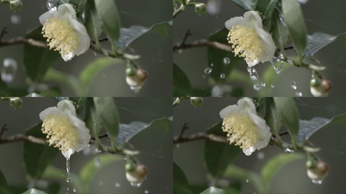 茶茶叶水滴滴水普洱古树茶茶花茶红茶绿茶茶