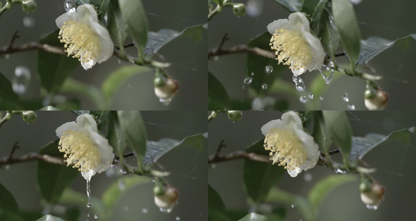 茶茶叶水滴滴水普洱古树茶茶花茶红茶绿茶茶