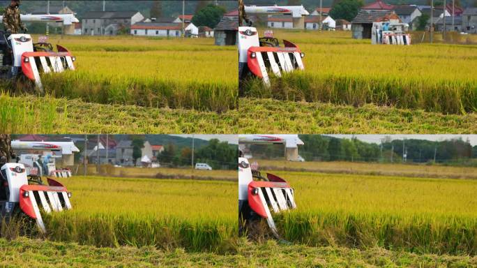 稻田中收割机在繁忙的工作