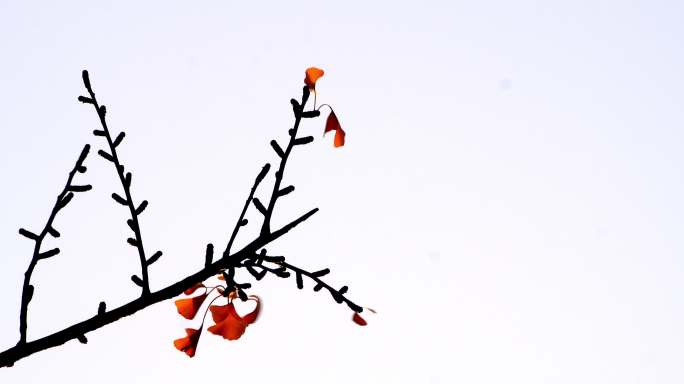 秋风萧瑟y银杏树叶