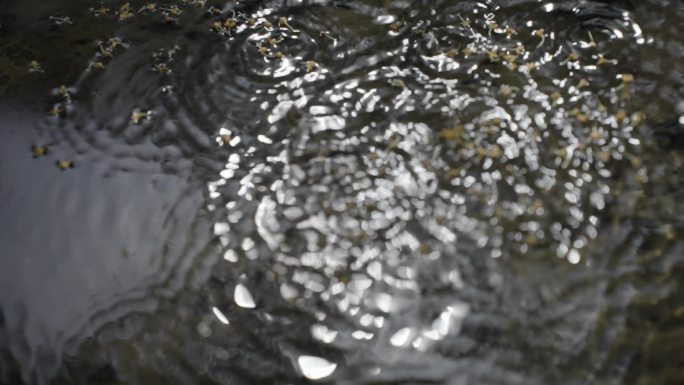 桂花飘落 桂花雨 落花流水 金桂飘香