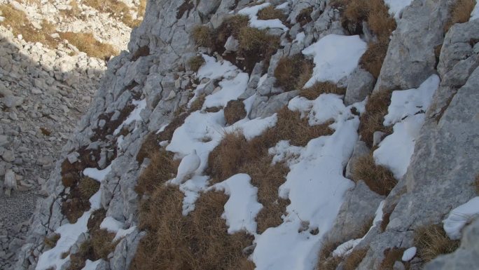 法国阿尔卑斯山的岩雷鸟