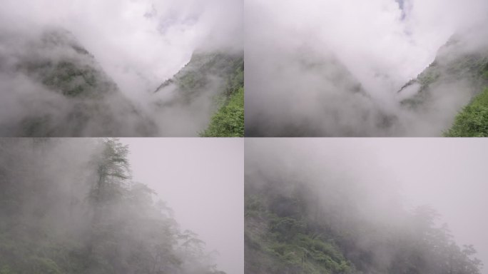 高原 青山 森林 雾气