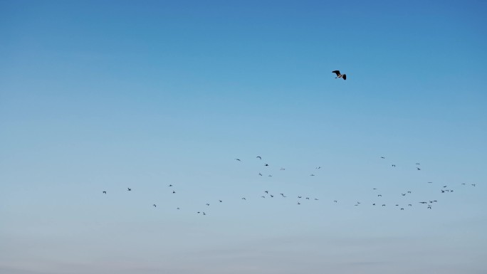 4K天空中飞行的鸟群