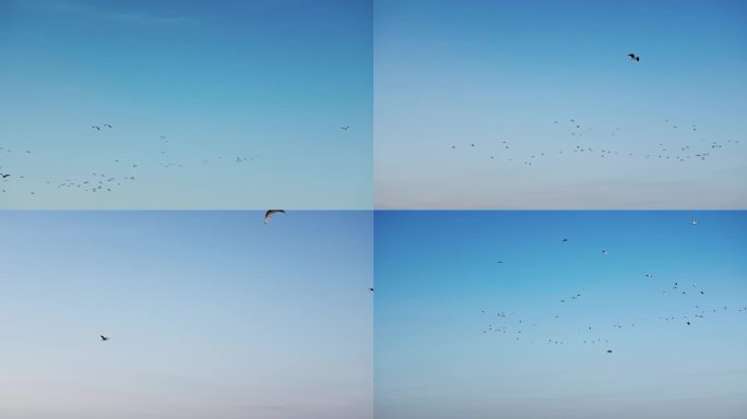 4K天空中飞行的鸟群