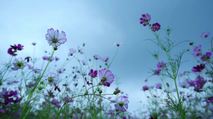 格桑花视频