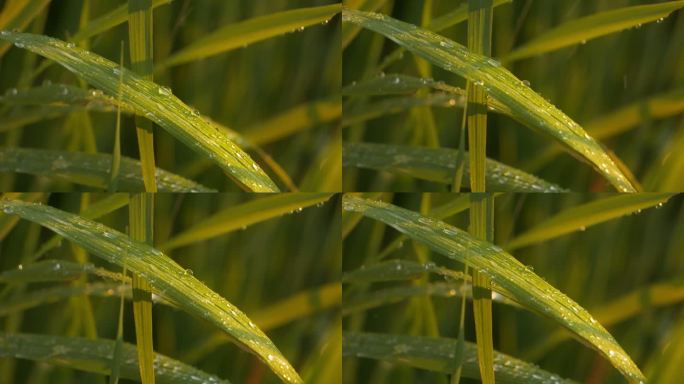 雨水滋润灌溉浇水稻粮食植物