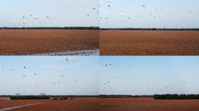 4K秋天湿地公园大群飞翔的白鹭