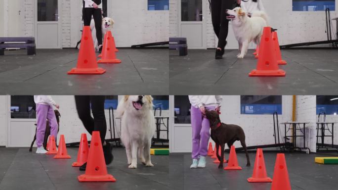 狗狗训练区——正在训练的金毛猎犬和棕色德国猎犬在女主人的牵引下绕过路障，扮演障碍物的角色