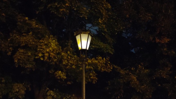 夜晚公园里闪烁的灯笼，背景是黑暗的天空和树叶