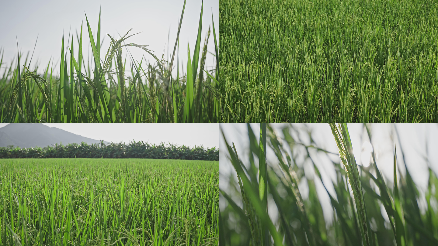 水稻丰收大米五常大米丝苗米夕阳