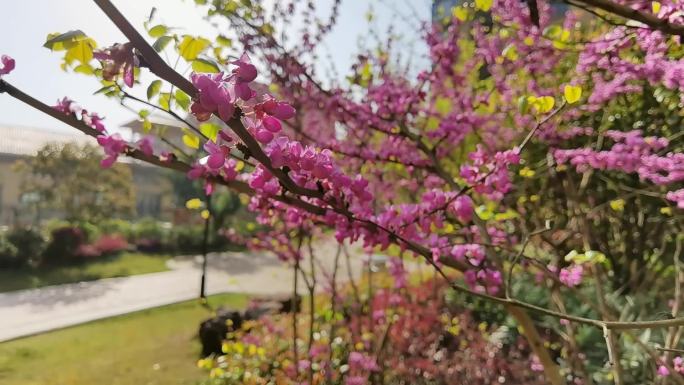 花草 春天 阳光明媚 开花 小区环境美好