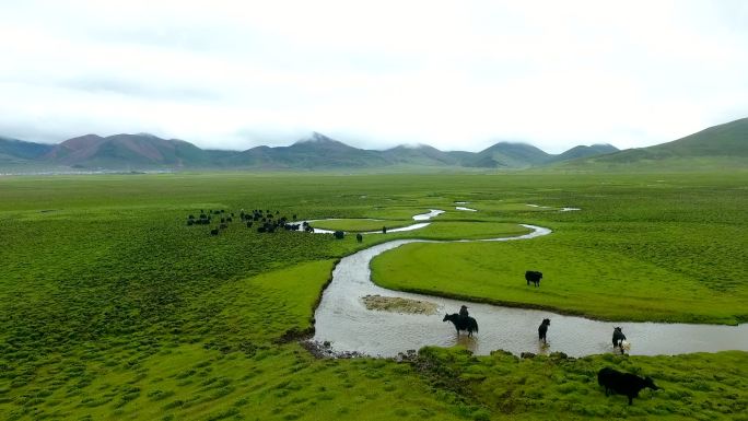 西藏高原牦牛 草原 河流