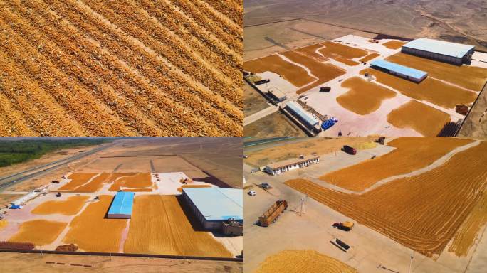 新疆吐鲁番玉米晾晒中转存储工厂
