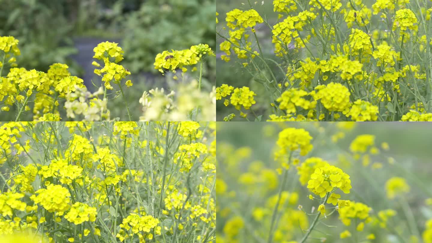 油菜花近景蜜蜂