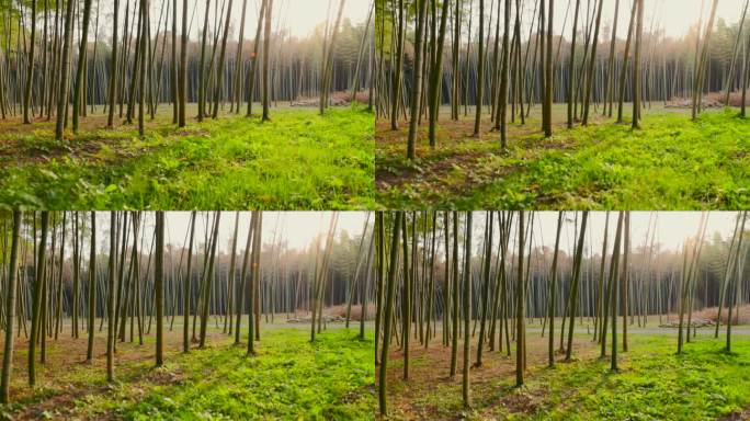鲜绿竹林天然