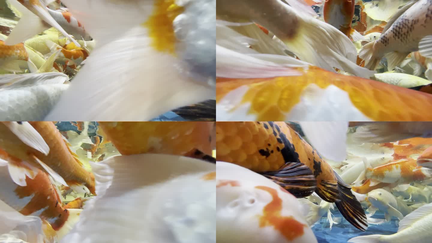 鱼缸内的金鱼