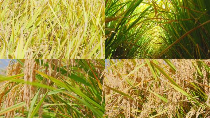 金色水稻稻田稻谷