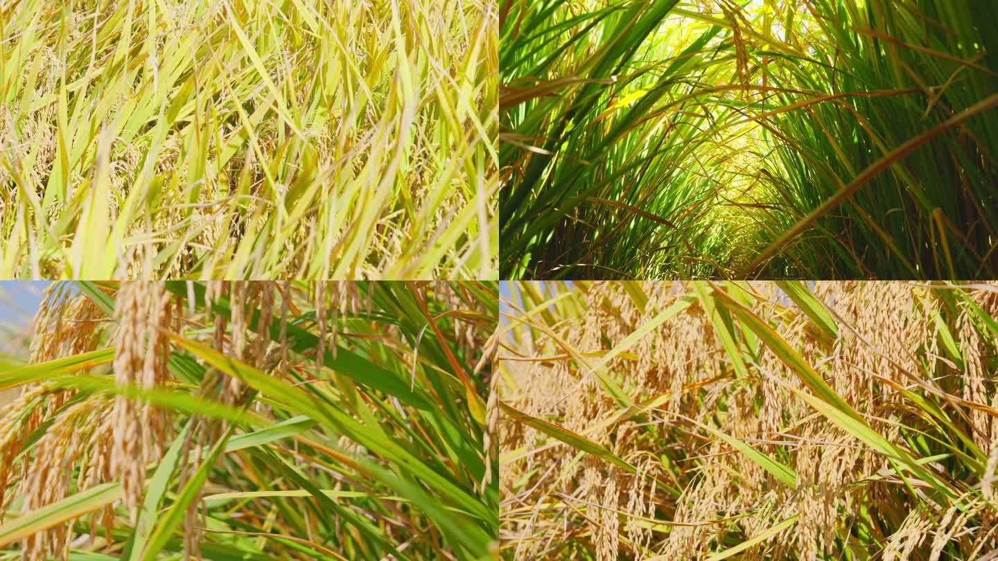 金色水稻稻田稻谷
