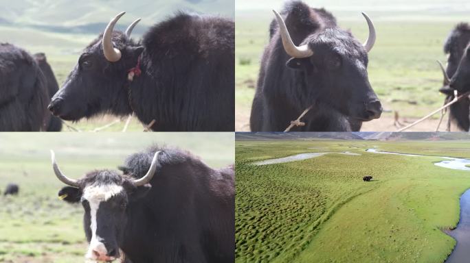 西藏高原牦牛 草地