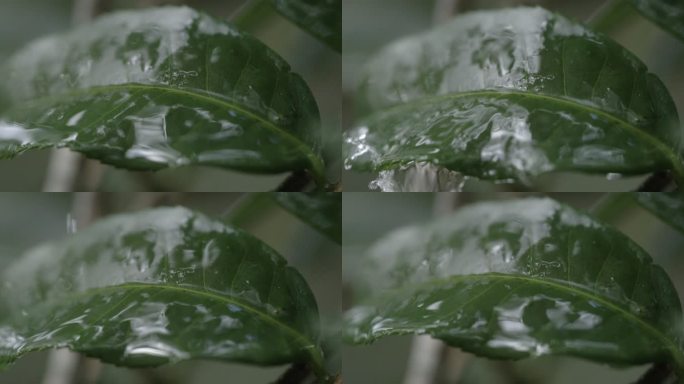 茶叶茶园普洱雨滴茶树叶滴水水滴叶子绿叶茶