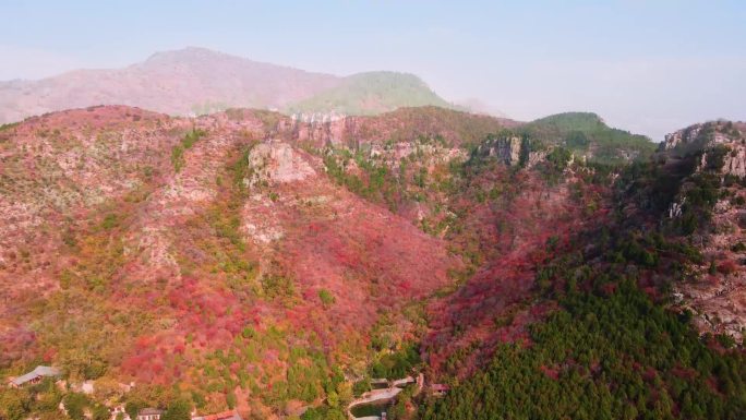 秋天满山的红叶