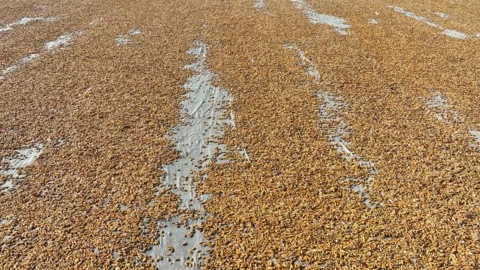 玉米制种晾晒 秋季丰收 甘肃张掖