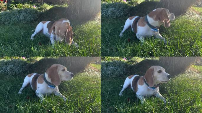 可爱的小猎犬狗在户外的绿草地上玩着木棍，比小孩还把狗拴在皮带上。