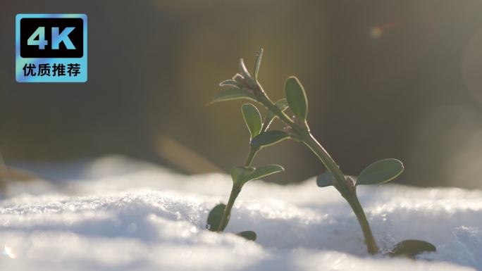 唯美雪地小草阳光希望 小草生长冰雪融化