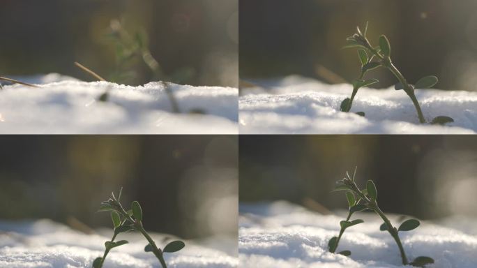 唯美雪地小草阳光希望 小草生长冰雪融化