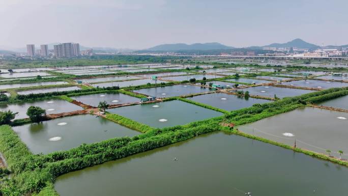 珠三角沿海水稻田养殖基地海边 鱼塘