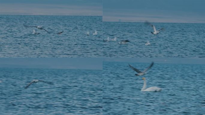 赛里木湖中张开翅膀起飞的海鸥