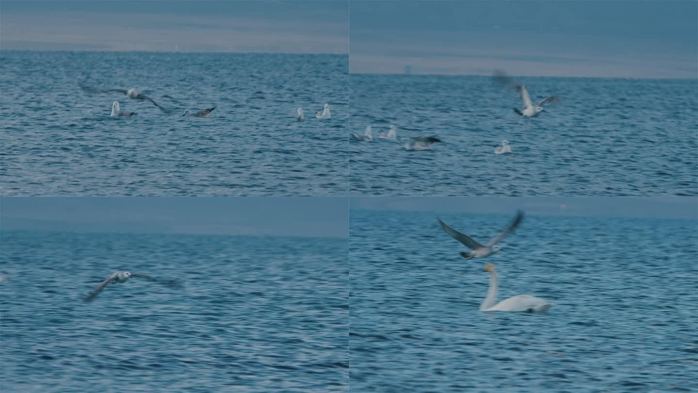 赛里木湖中张开翅膀起飞的海鸥
