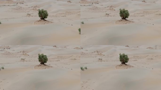 航拍新疆塔克拉玛干沙漠里的胡杨树