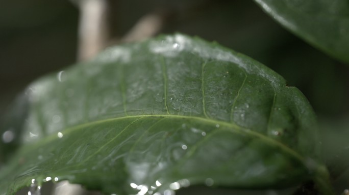 茶叶茶园普洱雨滴茶树叶滴水水滴叶子绿叶茶