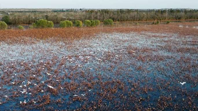 4K冬天湿地飞翔的大群白鹭升格