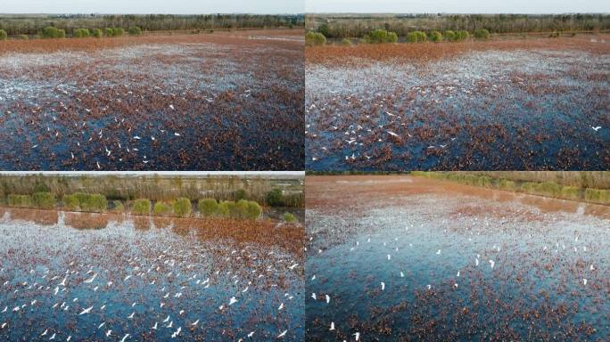 4K冬天湿地飞翔的大群白鹭升格