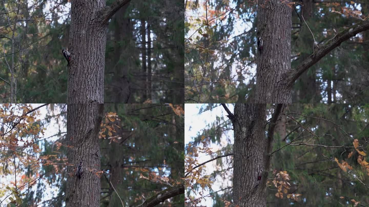 一只森林鸟跳到森林里的树干上。秋天的本性。