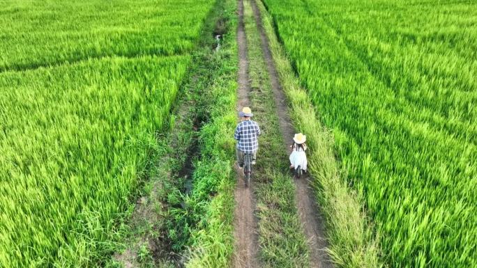 一家人在稻田里骑自行车。