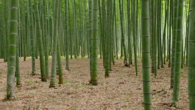 鲜绿竹林竹园竹竿竹海竹节