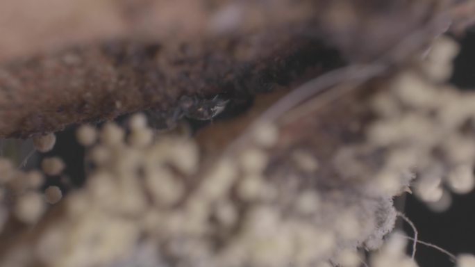 农业害虫长角跳形跳虫微观世界显微摄影