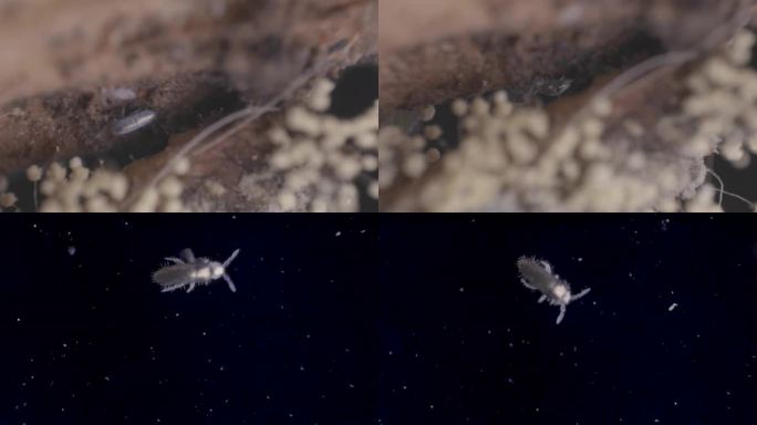 农业害虫长角跳形跳虫微观世界显微摄影
