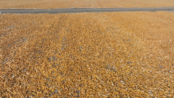 玉米制种晾晒 秋季丰收 甘肃张掖