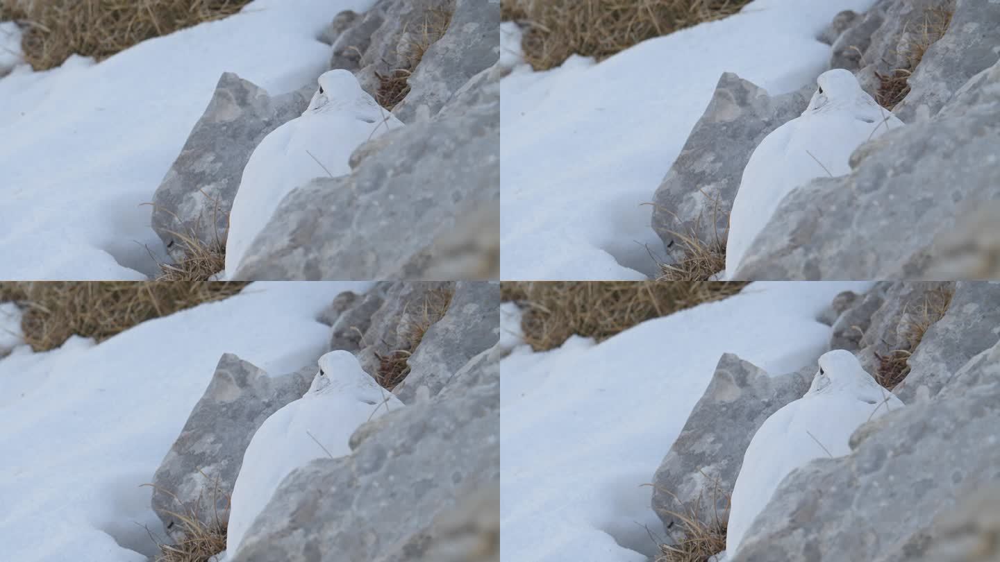 法国阿尔卑斯山的岩雷鸟