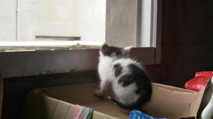 黑白花纹小奶猫背影