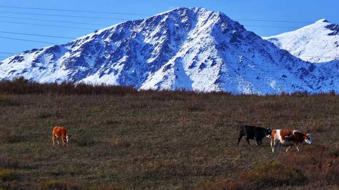 4K航拍雪山上的牛群